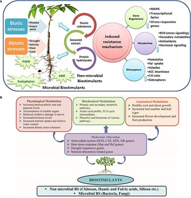 Role of biostimulants in mitigating the effects of climate change on crop performance